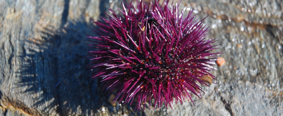 Fishers & scientist working together for sea urchin stock preservation