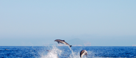 Mitigating dolphin depredation  