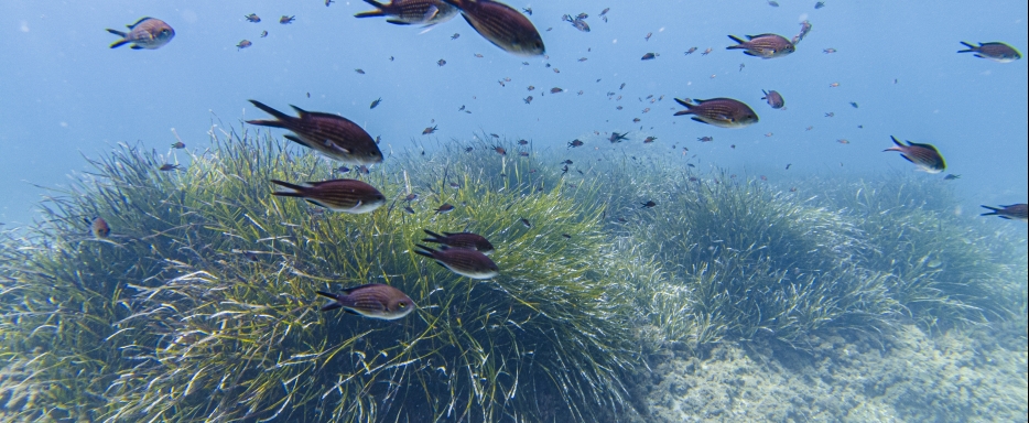Restoring Posidonia: encouraging results despite a difficult path