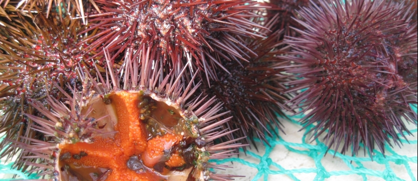 Fishers & scientist working together for sea urchin stock preservation image #1