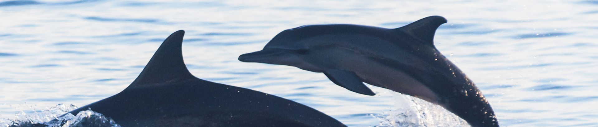 Mitigating dolphin depredation   Cover