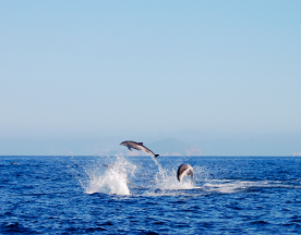 Mitigating dolphin depredation  