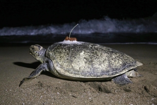 Conservation of Marine Turtles in the Mediterranean Region image #4