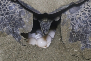 Conservation of Marine Turtles in the Mediterranean Region image #6