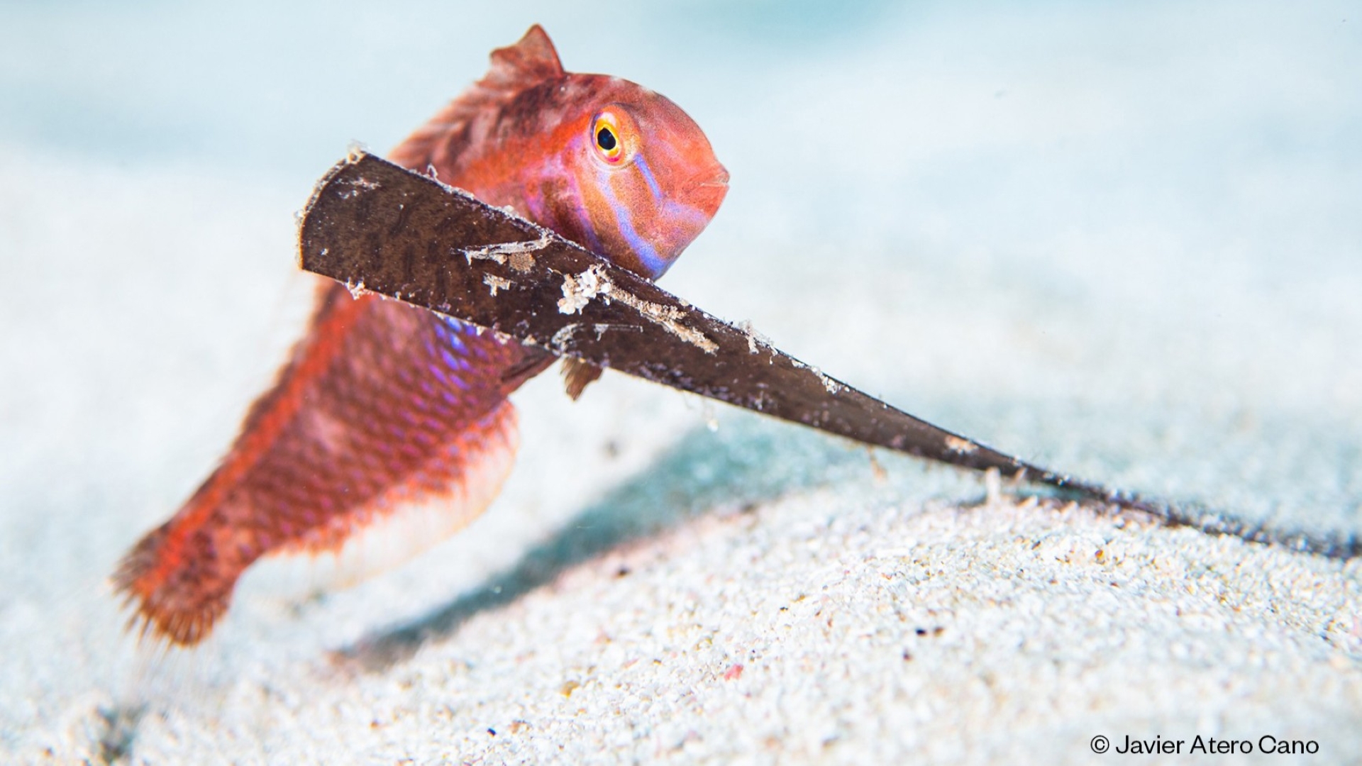 balearic photography mare contest fish biodiversity