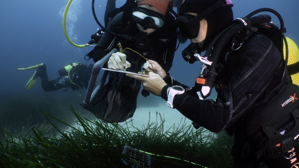 balearic sea report posidonia divers