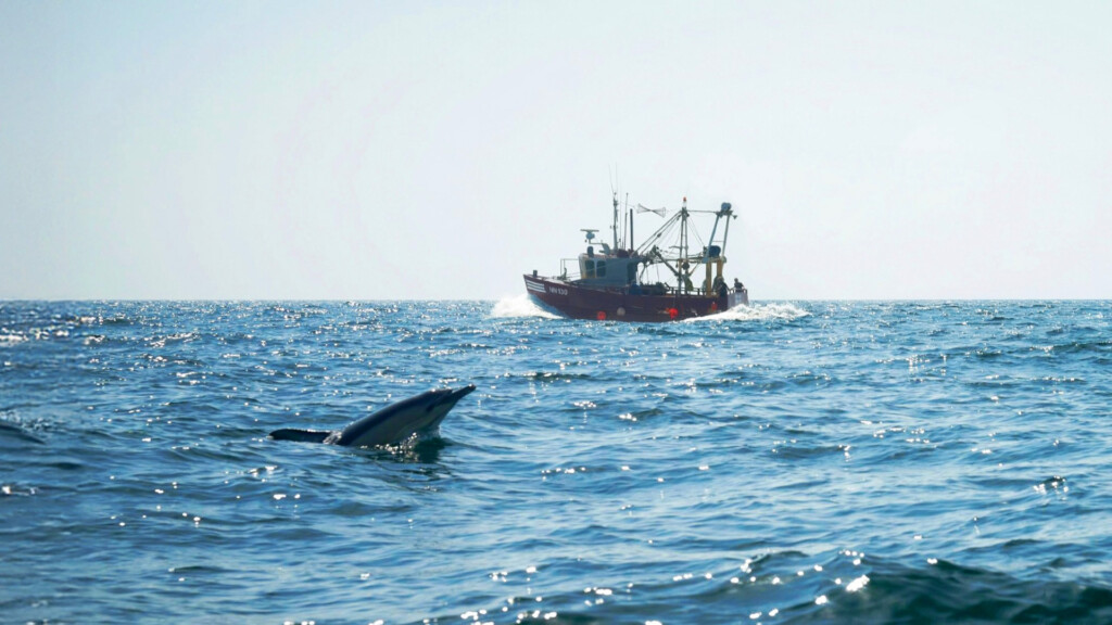 fisheries bycatch megafauna mediterranean