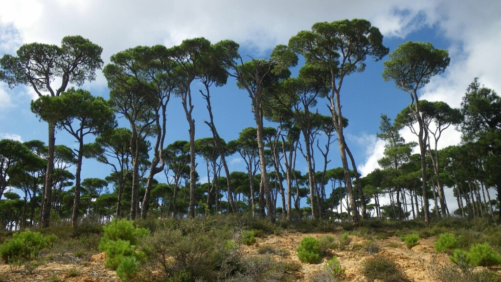 mediterranean pine tree landscape