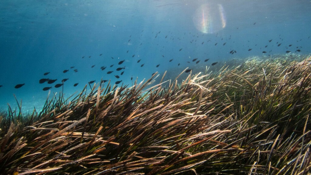 posidonia meadows mediterranean fish
