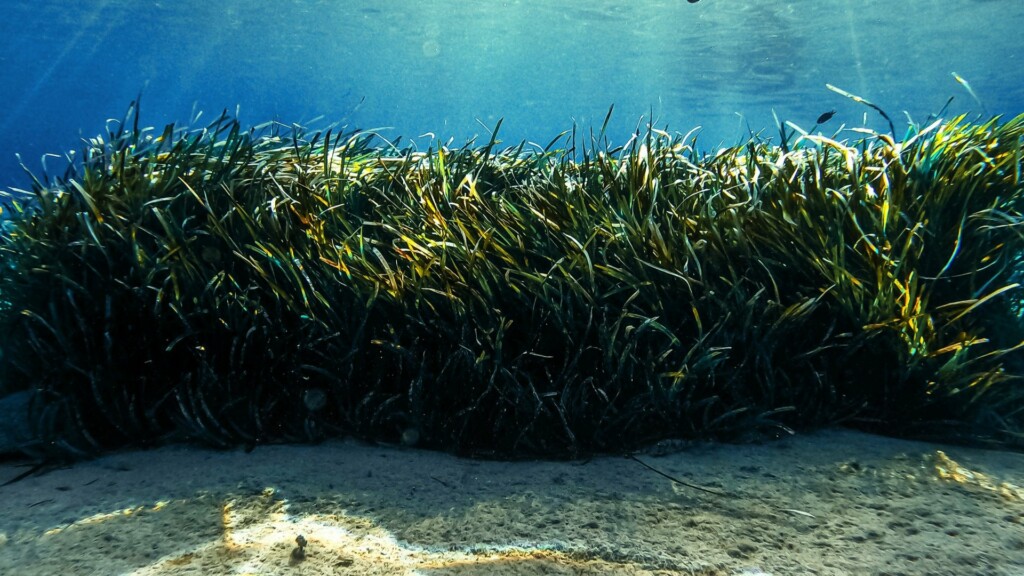 posidonia meadows mediterranean underwater