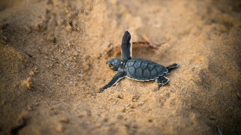 image project support programme development hpas 4