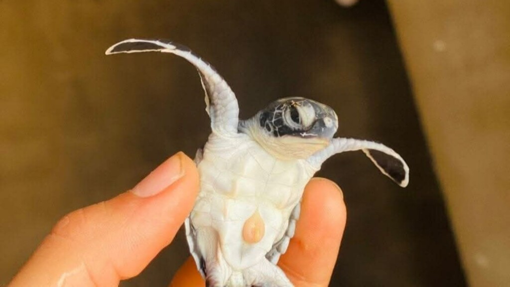 image project support programme development hpas badou environmental association