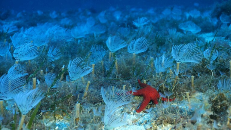 image project support programme development hpas cover