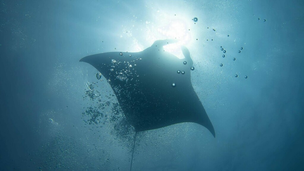 image project support programme development hpas royal albania foundation