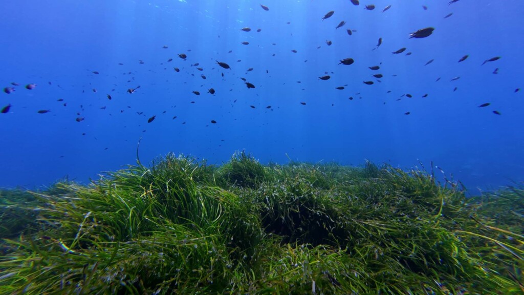 image project support programme development hpas save the med foundation