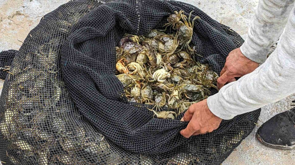 together for the med 2025 tunisia workshop field visit crab fishers
