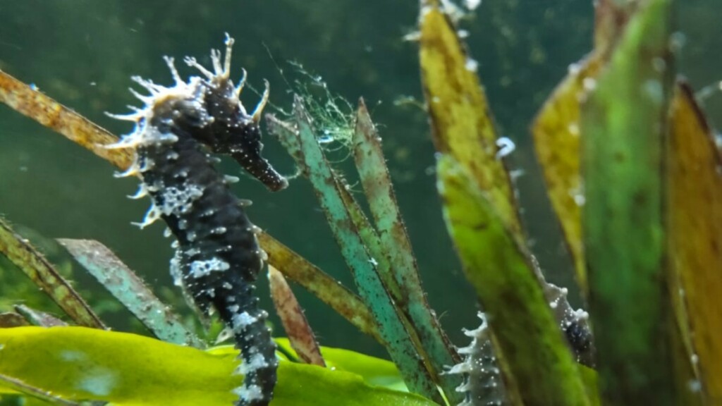 hippocampus breeding mar menor spain