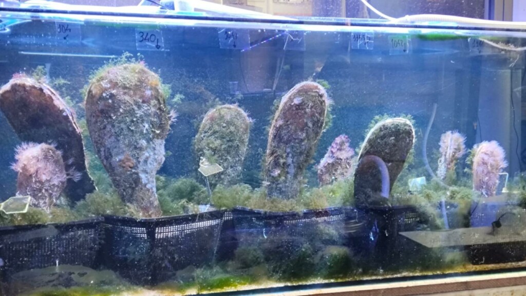 pinna nobilis breeding mar menor spain