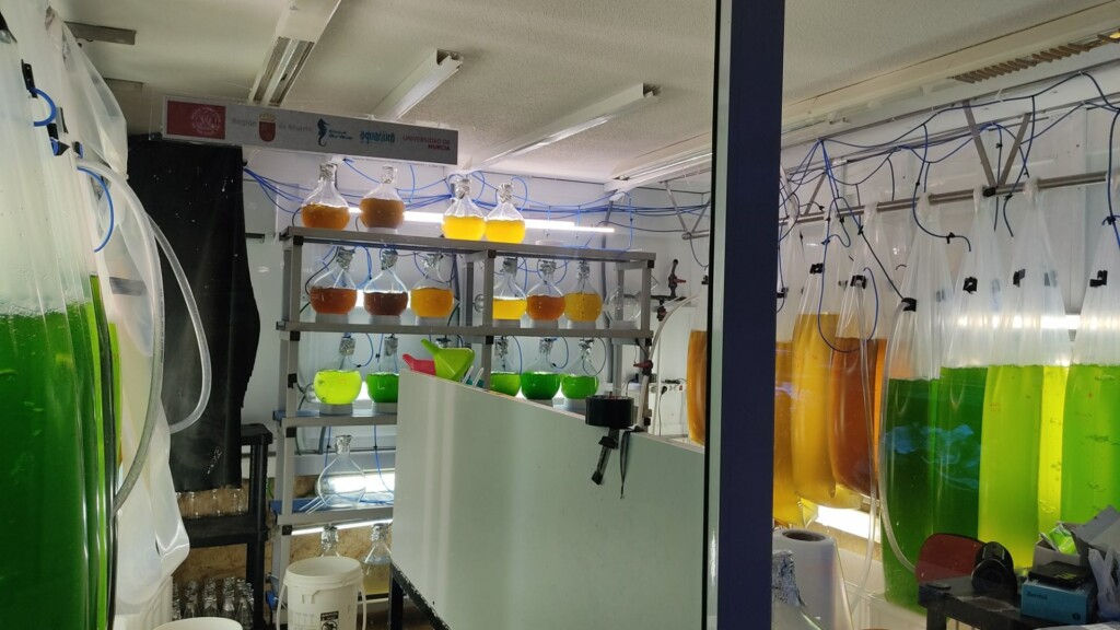 plankton breeding mar menor spain