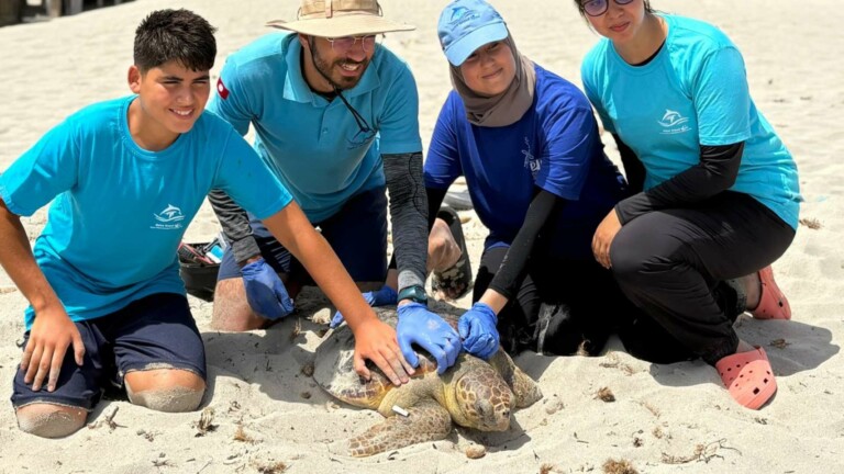 notre grand bleu turtle kuriat islands tunisia