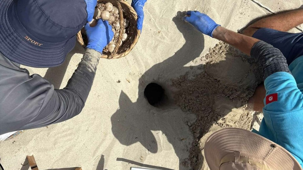 notre grand bleu work turtle nest protection kuriat islands tunisia