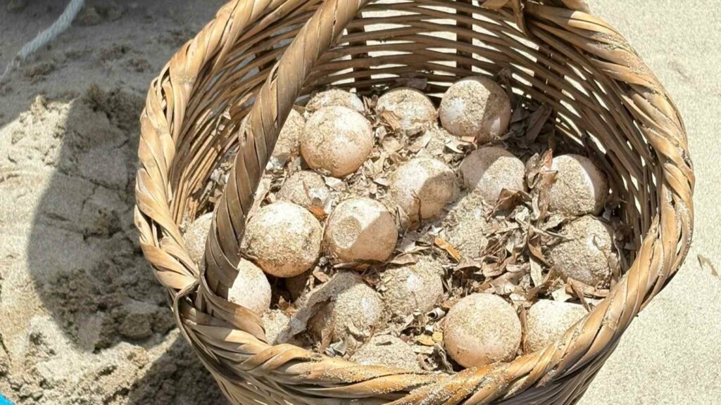 turtle eggs kuriat islands tunisia
