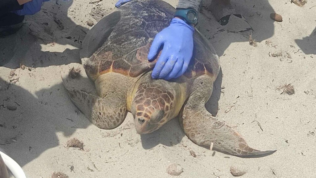 turtle release kuriat islands tunisia